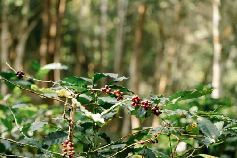 Ripening coffee cherries on a coffee bush