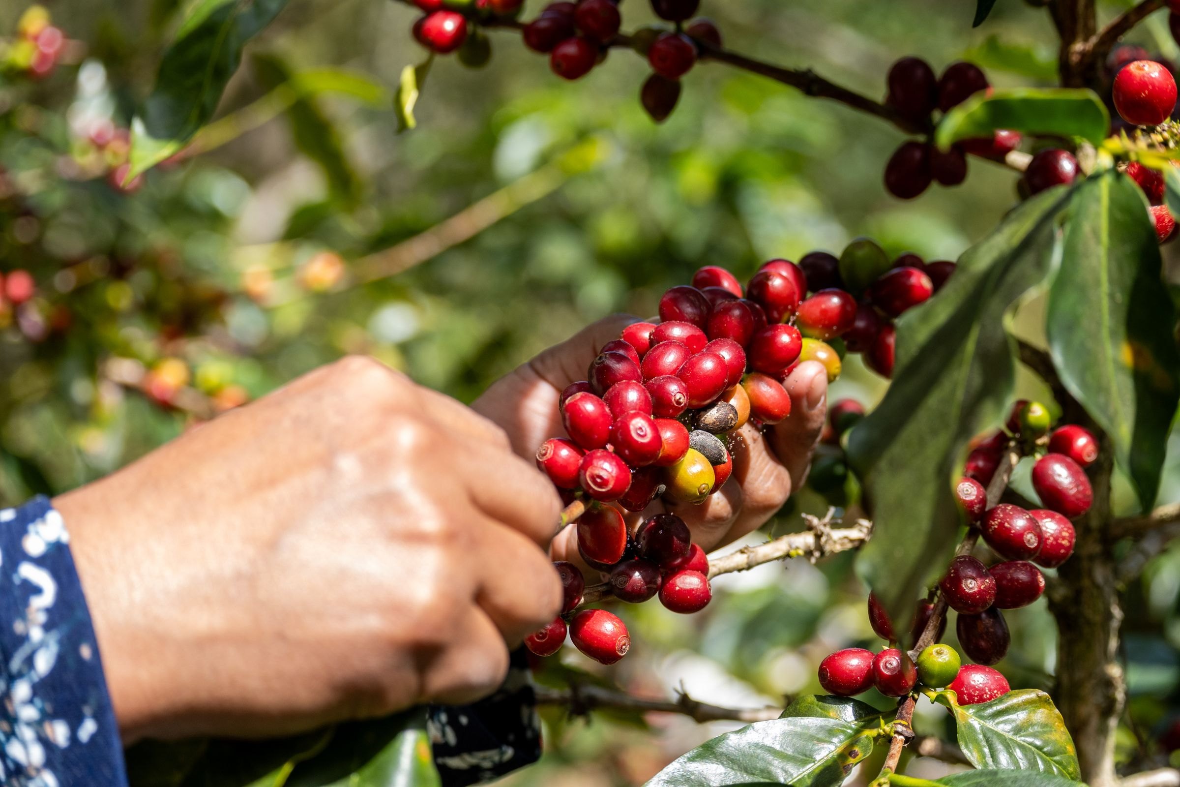 Coffee cherries being picked