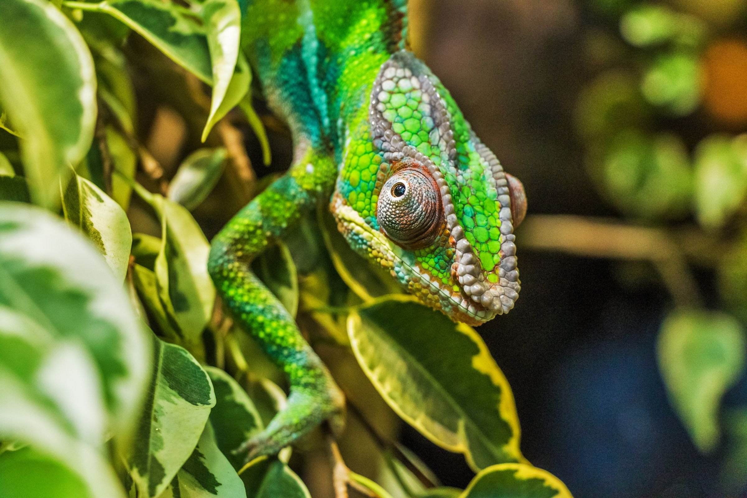 A colourful chameleon among green leaves