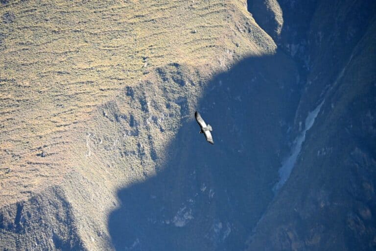 An Andean condor gliding over the Colca Canyon