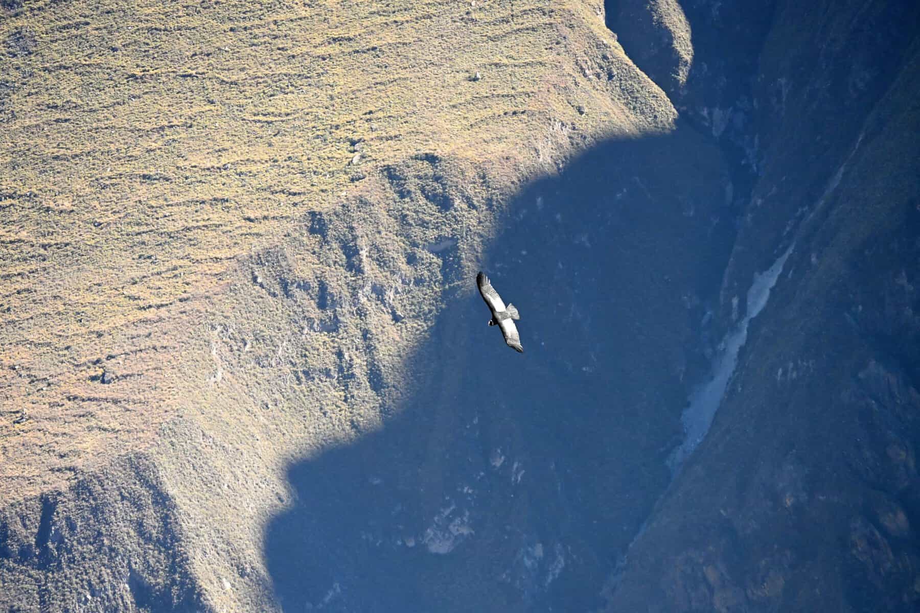 An Andean condor gliding over the Colca Canyon