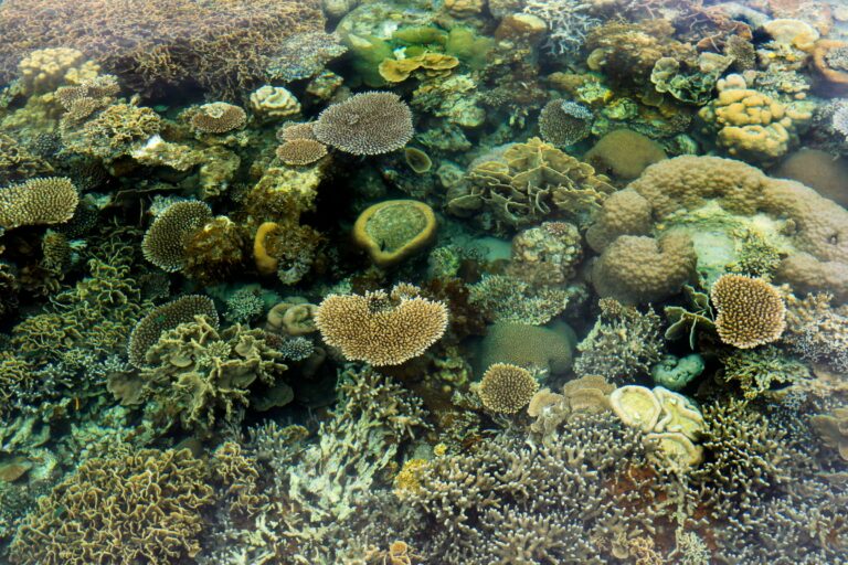 Coral on the Great Barrier Reef