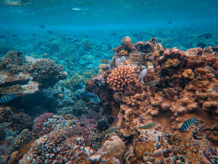 Coral and fish on the Great Barrier Reef