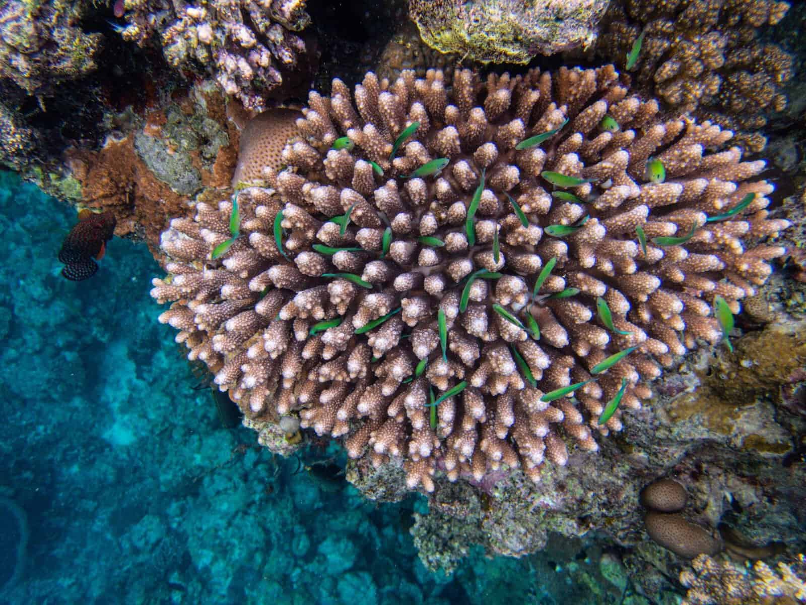 Colourful coral teeming with marine life