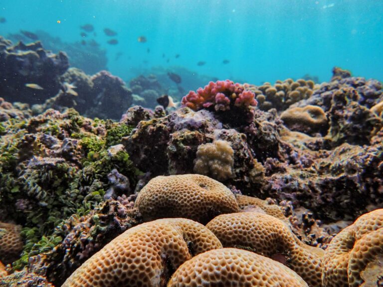 Coral reef teeming with marine life