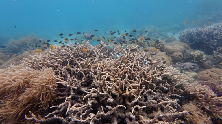 Coral teeming with fish on the Great Barrier Reef