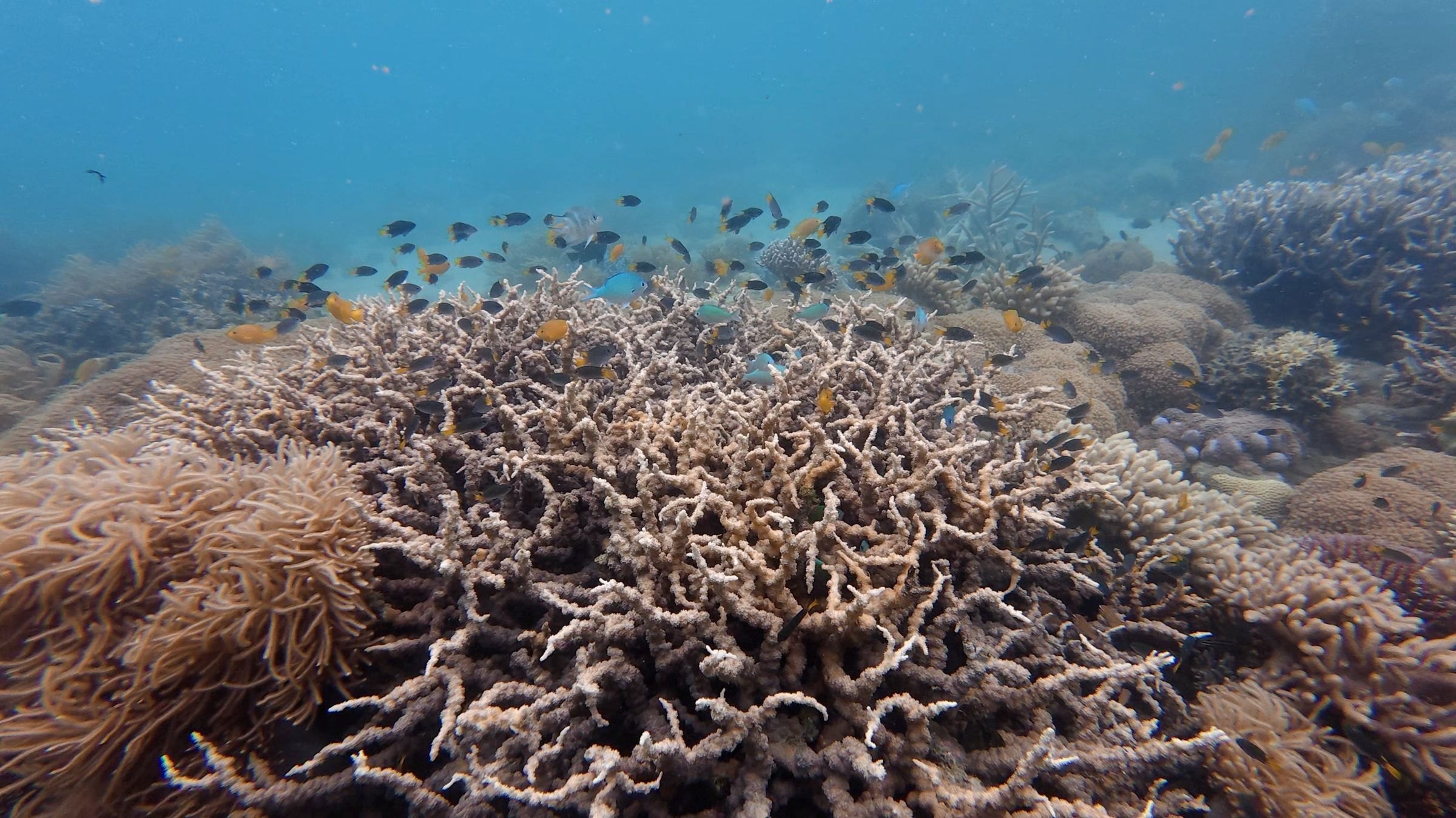 Coral teeming with fish on the Great Barrier Reef