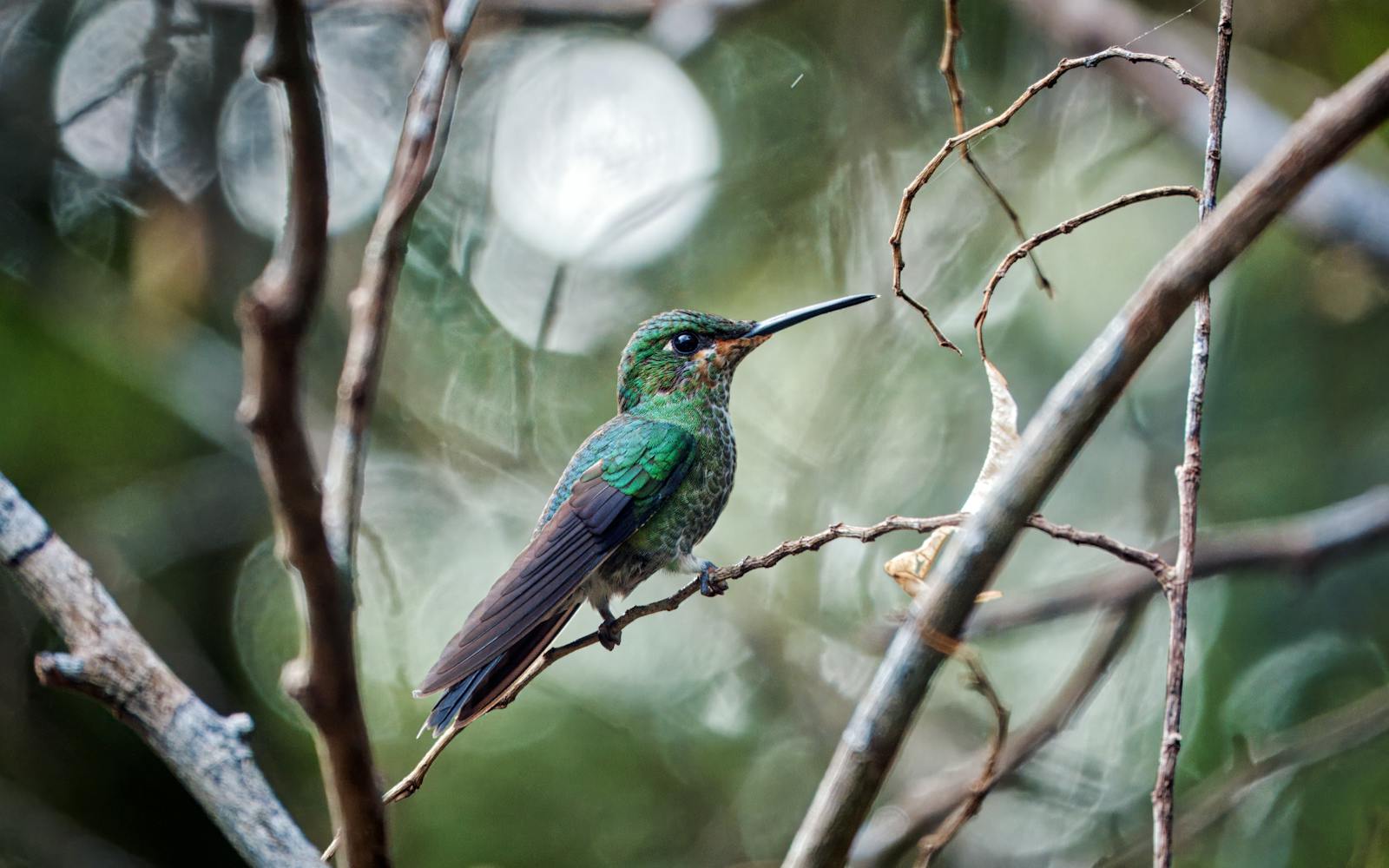 Monteverde Cloud Forest, Costa Rica