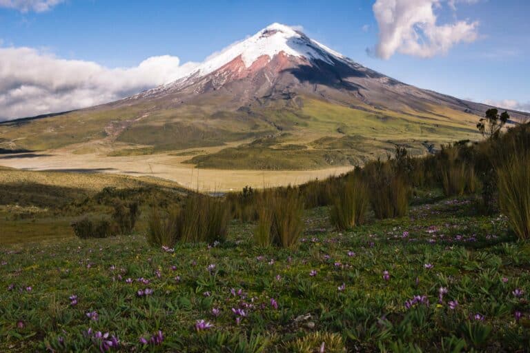 The Cotopaxi volcano above wildflowers, Ecuador