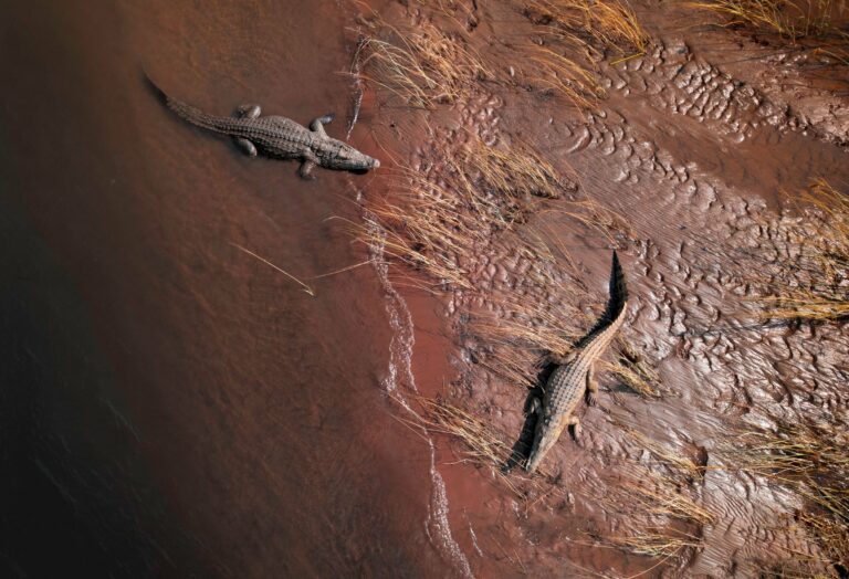 Crocodiles on the banks of the Zambezi