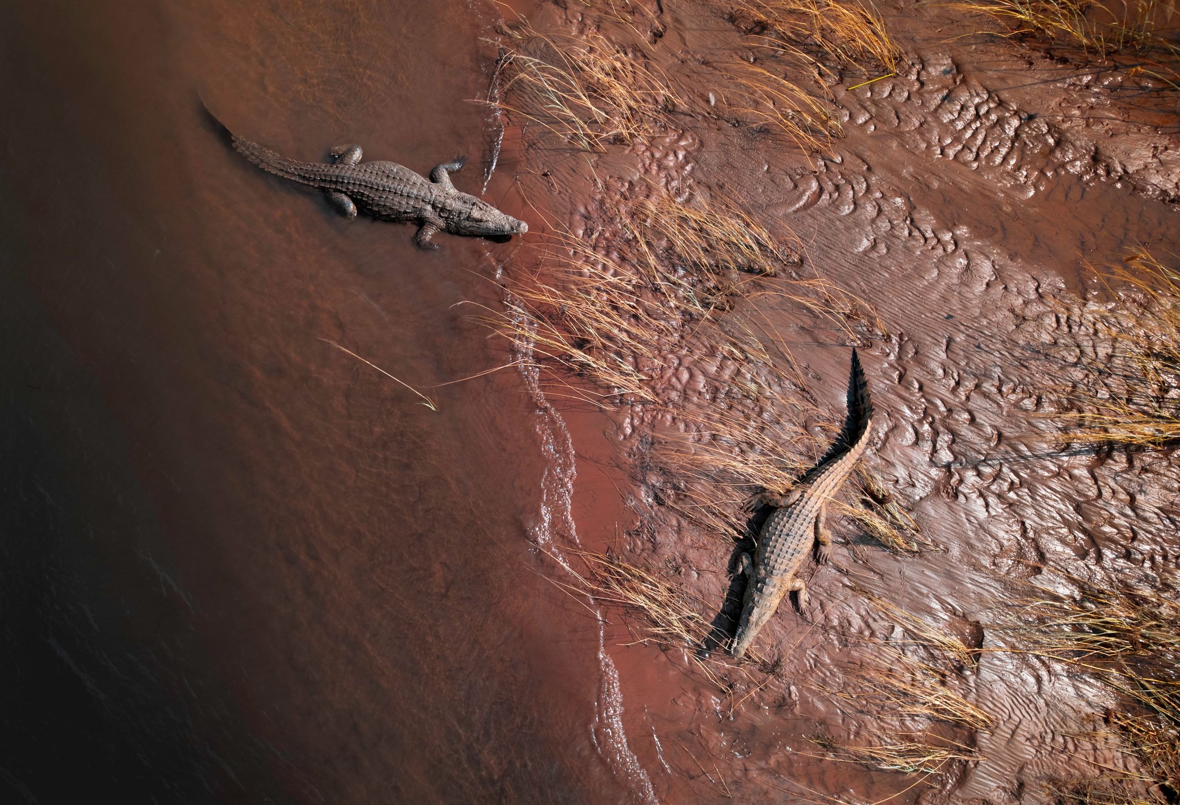 Crocodiles on the banks of the Zambezi