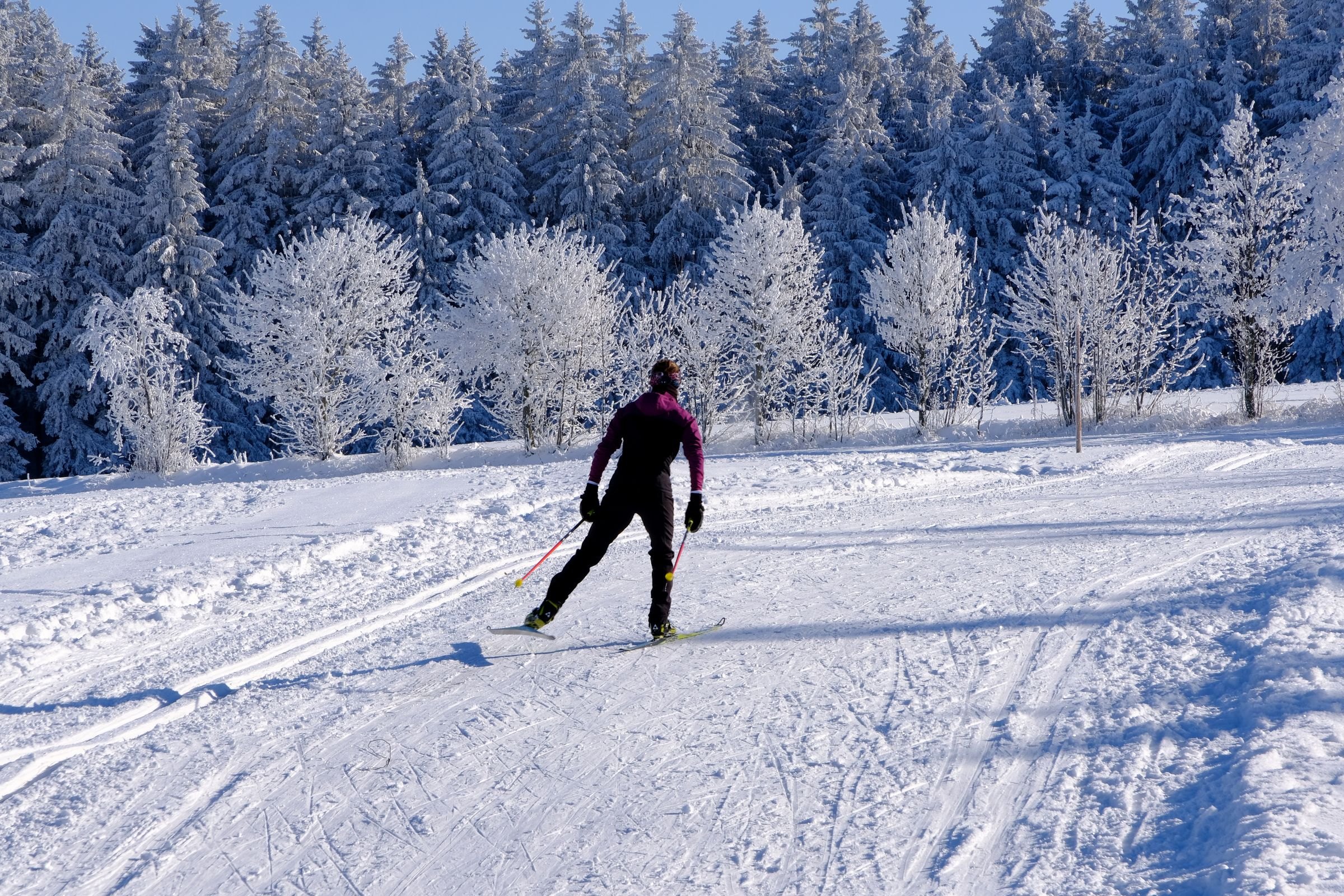 A cross-country skier in a snowy forest