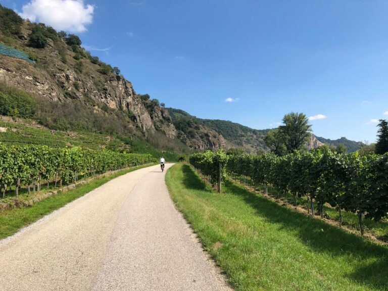 A cyclist riding a road between vineyards
