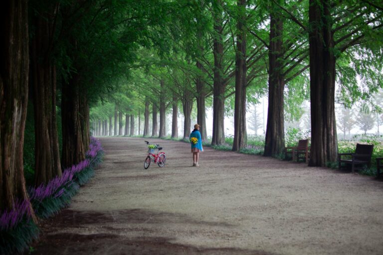 A tree-lined path in Damyang