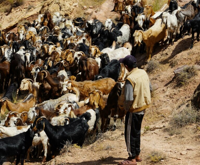 A shepherd with his goats in the Dana Biosphere Reserve