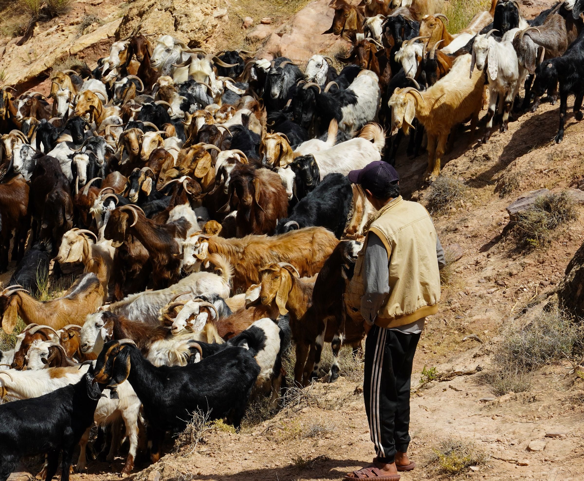 A shepherd with his goats in the Dana Biosphere Reserve