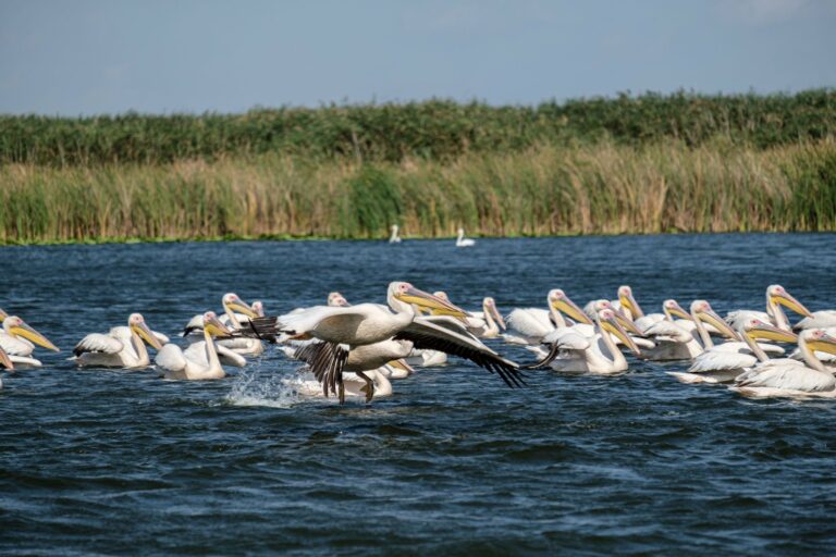Great white pelicans in the Danube Delta
