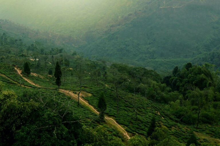 Tea plantations on the hills of Darjeeling