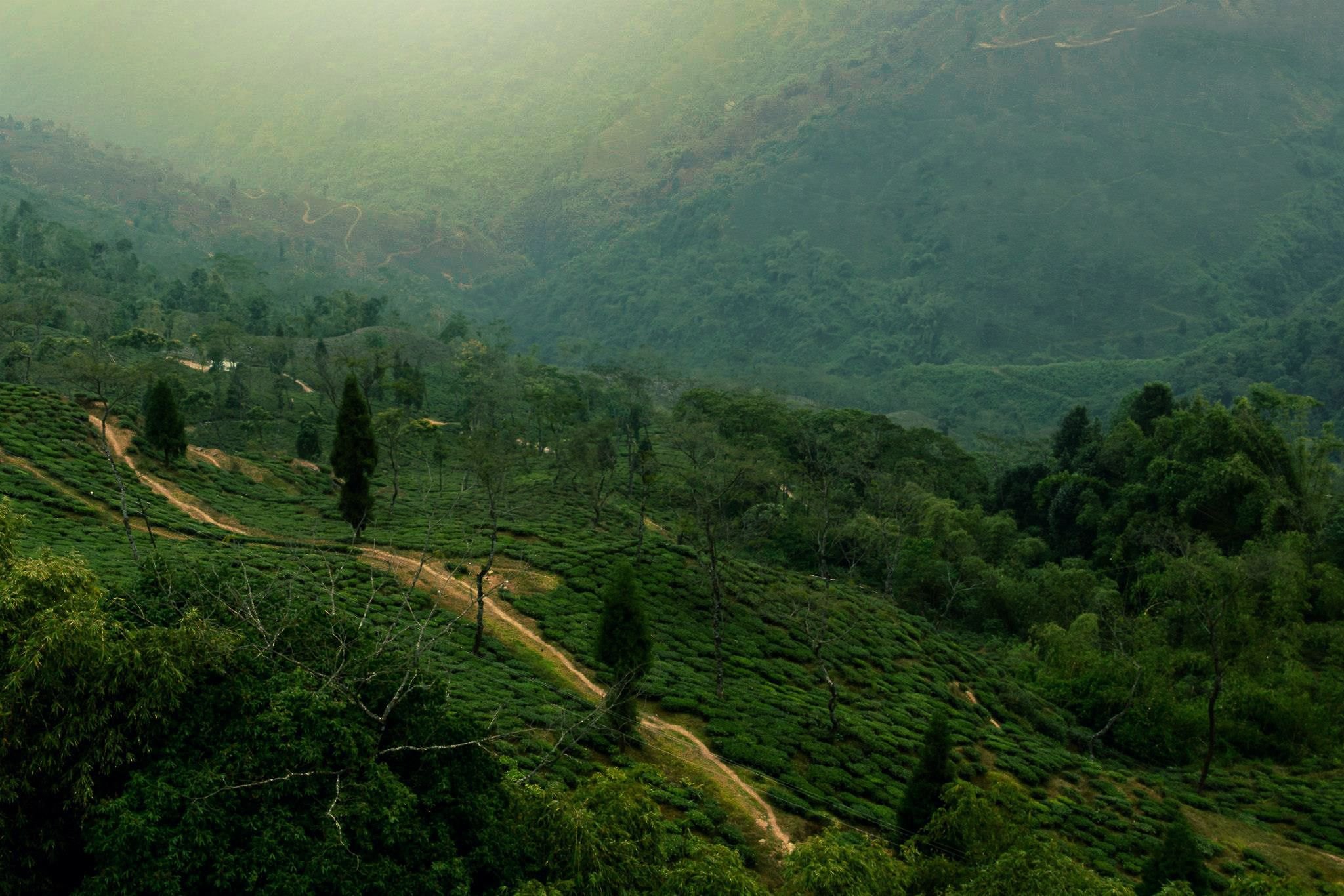Tea plantations on the hills of Darjeeling