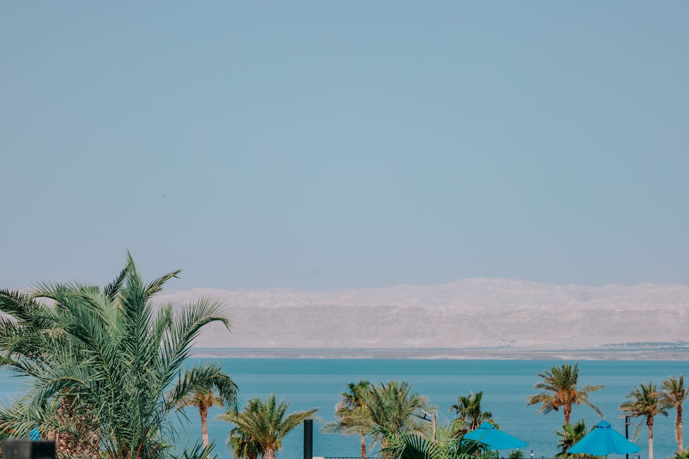 Palm trees above the Dead Sea at a resort