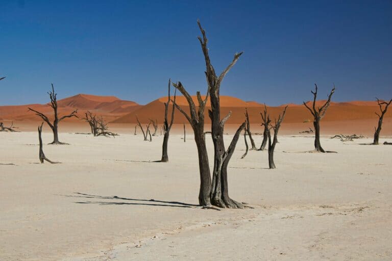 Ancient dead trees on the white clay pan of Dead Vlei, Namibia