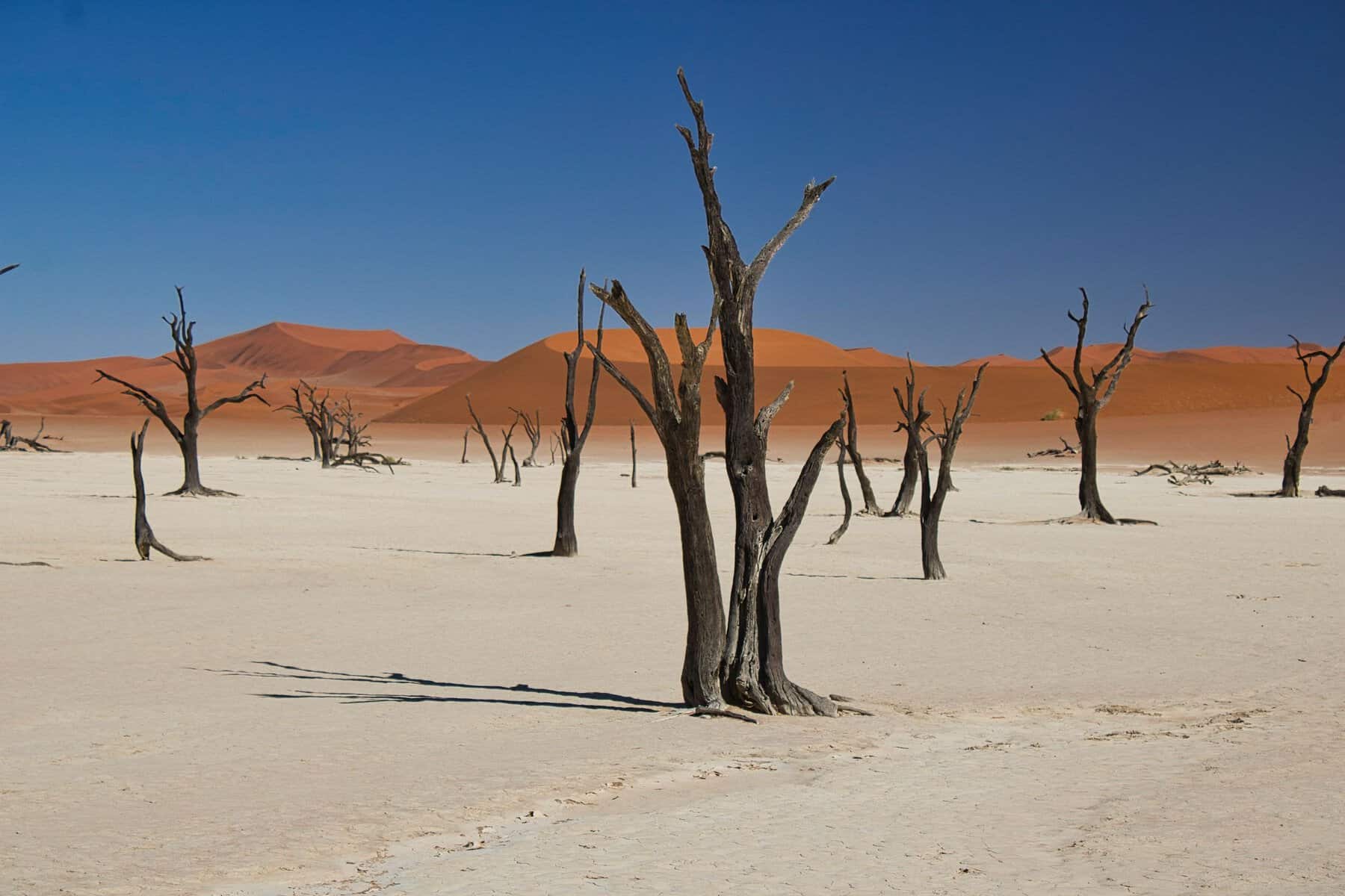 Ancient dead trees on the white clay pan of Dead Vlei, Namibia