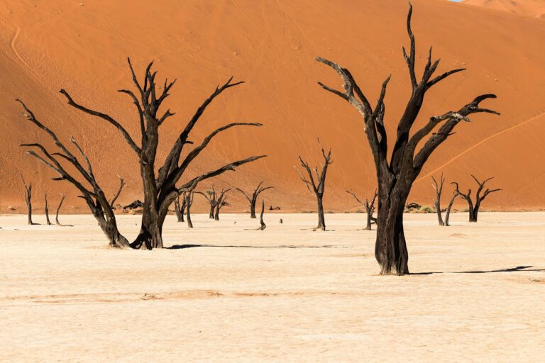 Dead camelthorn trees and red dunes at Deadvlei
