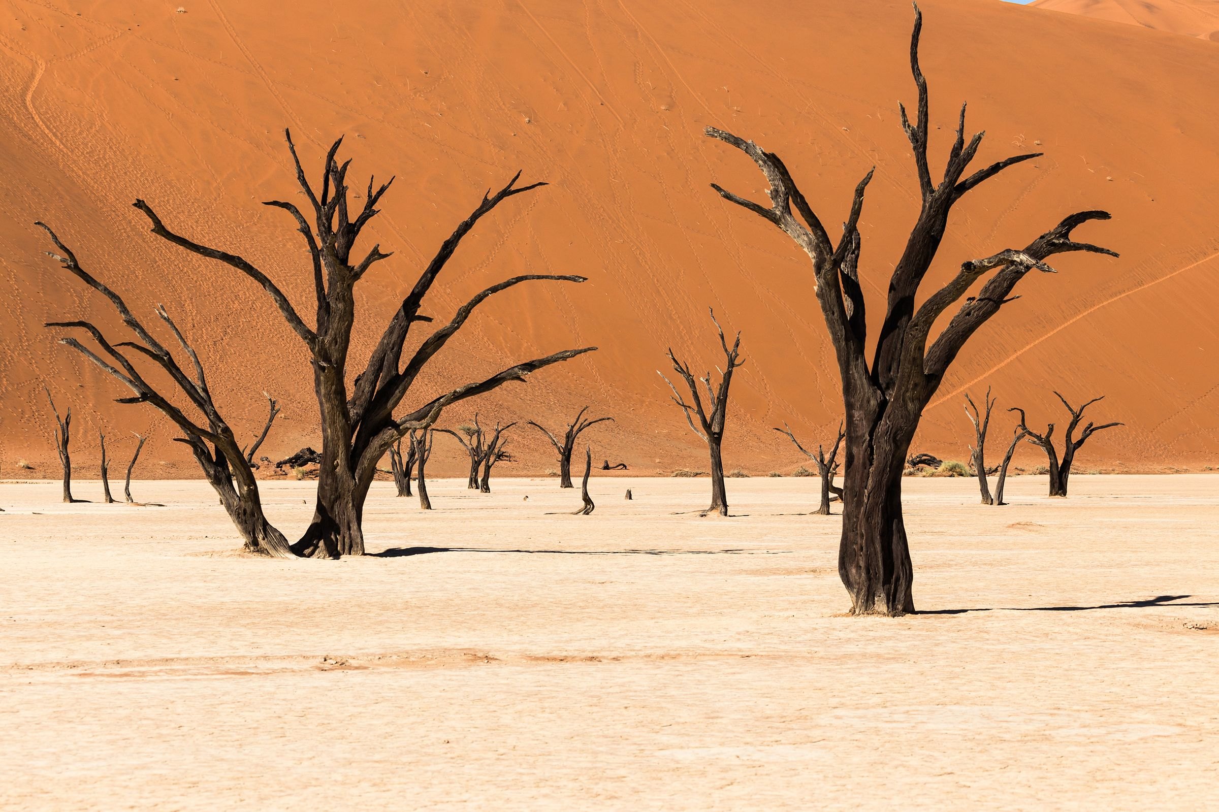 Dead camelthorn trees and red dunes at Deadvlei