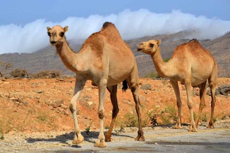 Camels in the Dhofar desert near Salalah, Oman