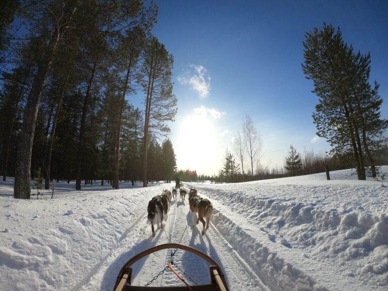 Dog sledding through a snowy forest