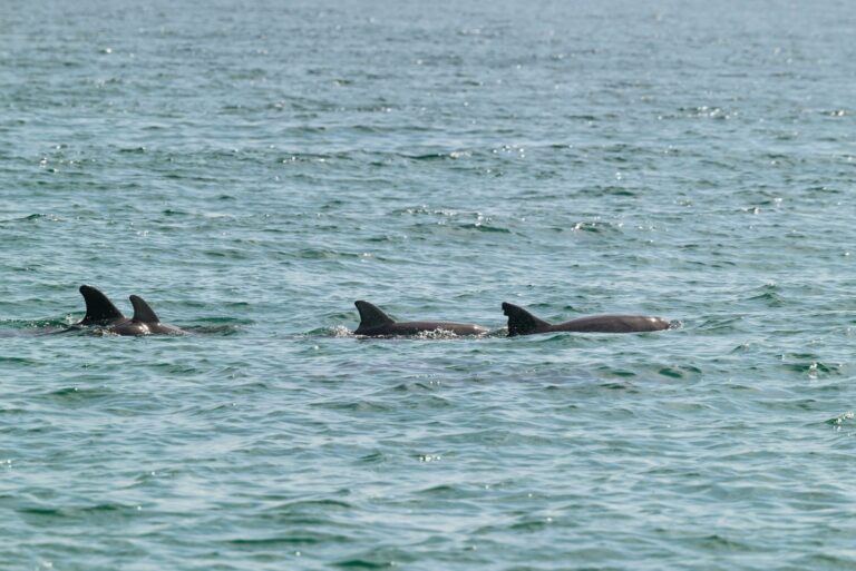 Dolphins swimming in clear water