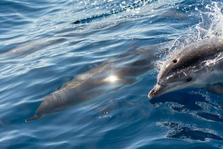 Dolphins swimming in the ocean