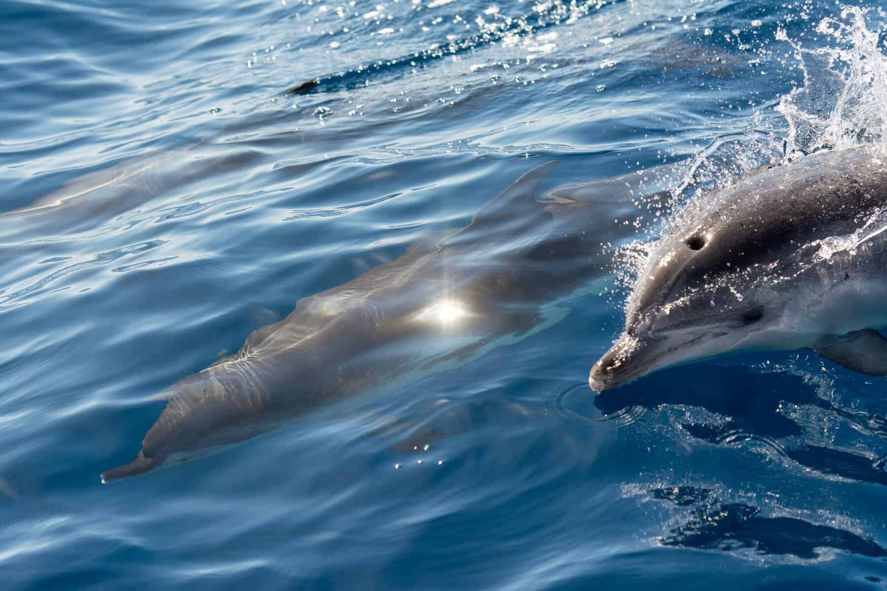 Dolphins swimming in the ocean