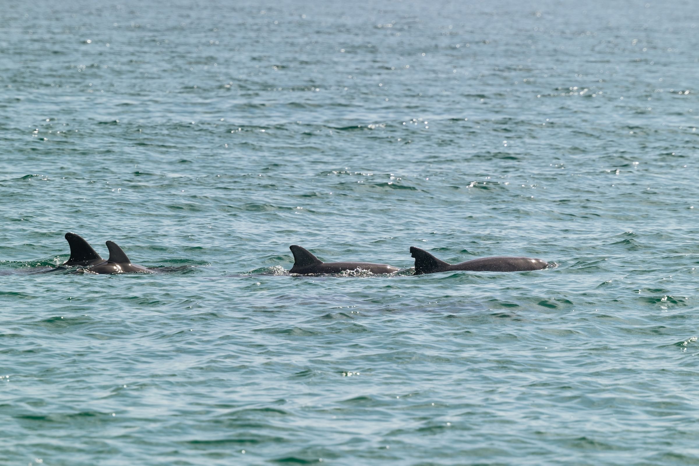 Dolphins swimming in clear water