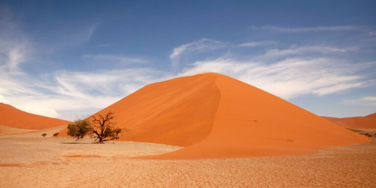 A towering red dune and a lone tree in the Namib