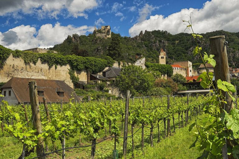 Vineyards below Dürnstein's castle