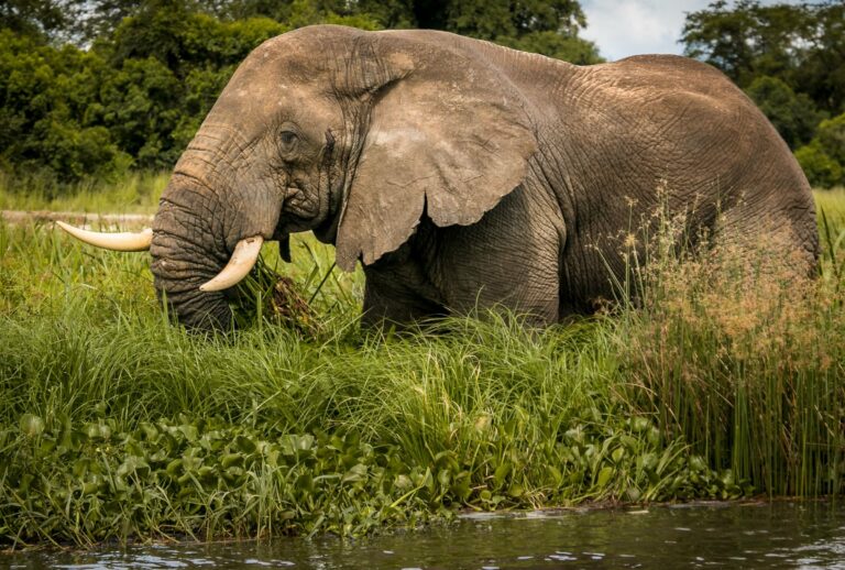 An elephant feeding by a river