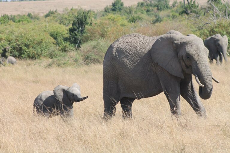 An elephant and her calf in the wild