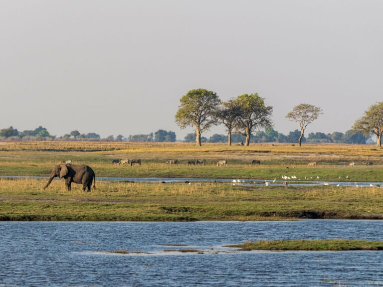 An elephant grazing on the Chobe floodplain