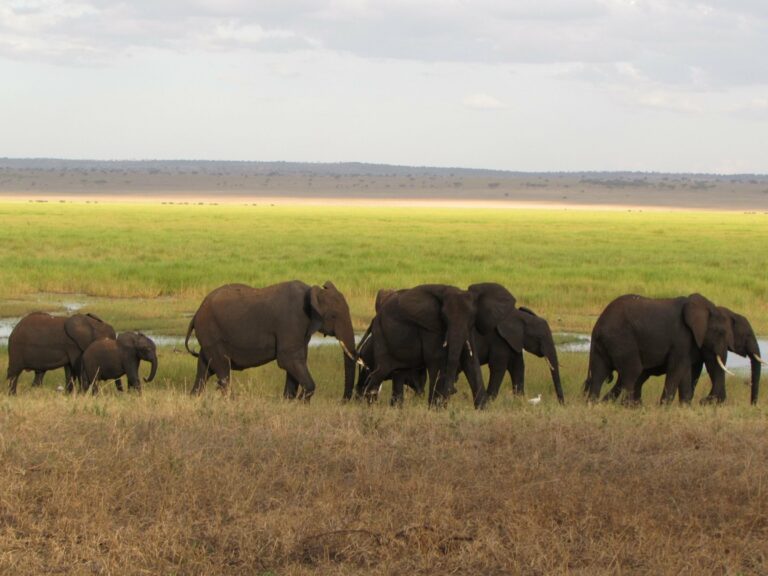 A family of elephants crossing the savanna