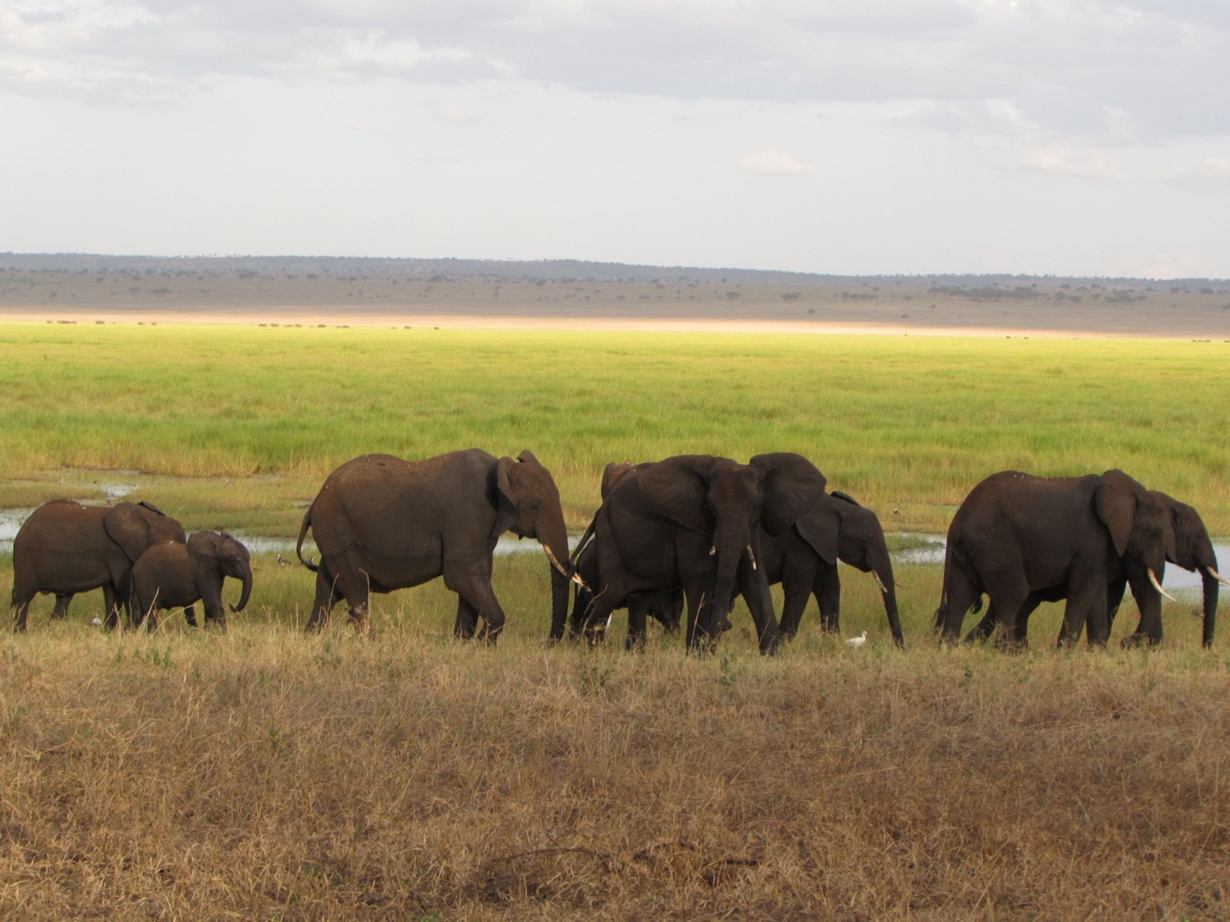 A family of elephants crossing the savanna