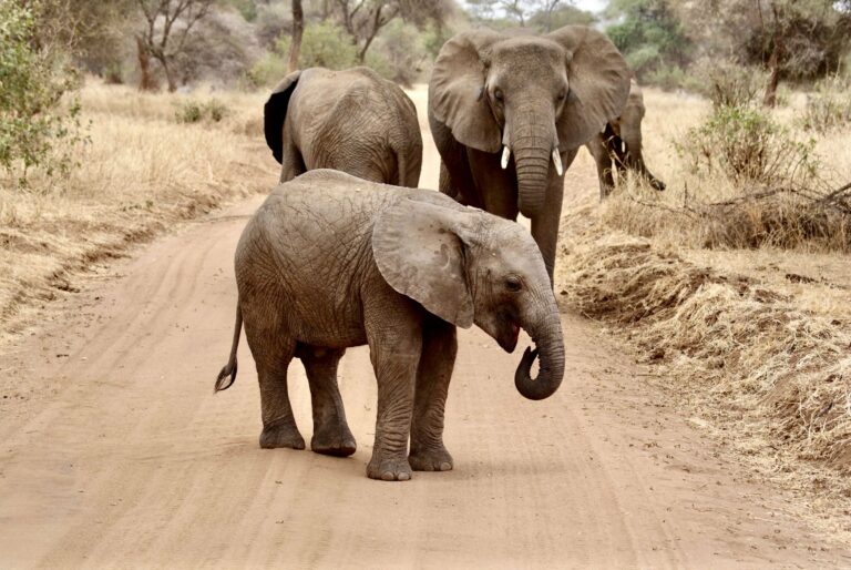 A family of elephants on a dirt track