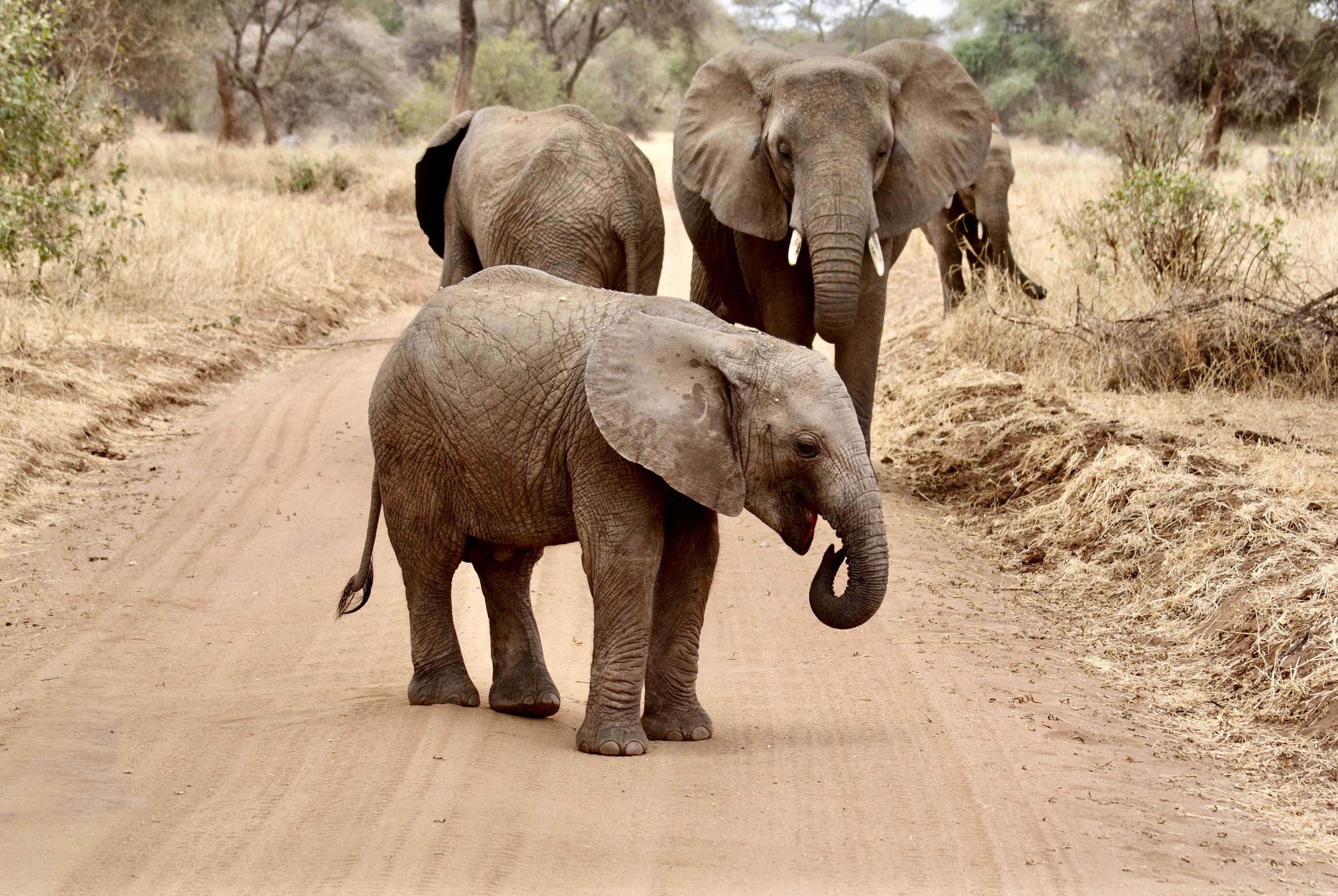 A family of elephants on a dirt track