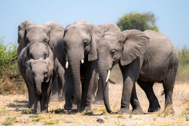 A herd of elephants in Botswana