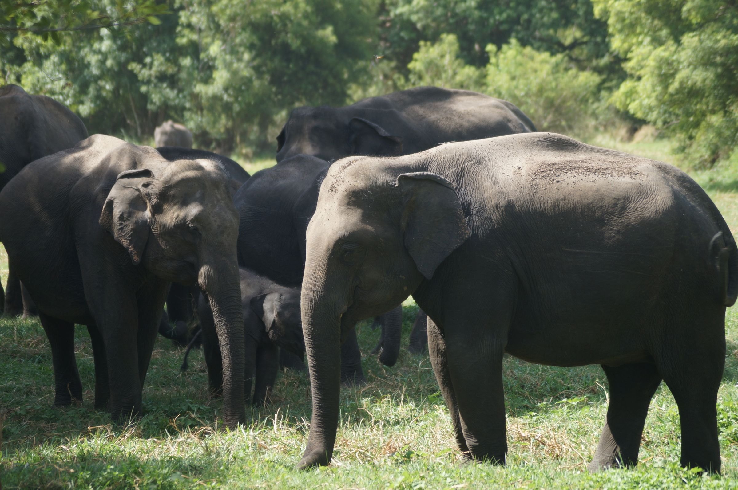 Asian elephants grazing in Sri Lanka