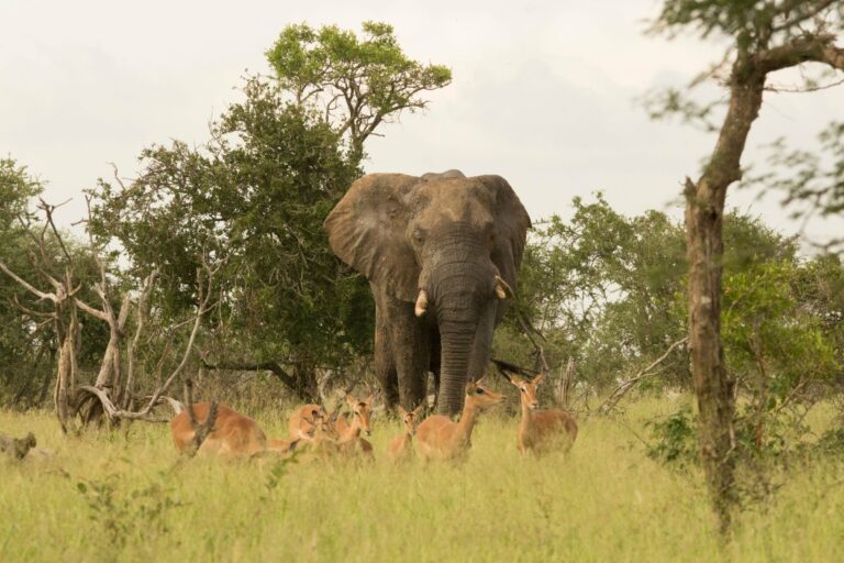An African elephant on the South African savanna