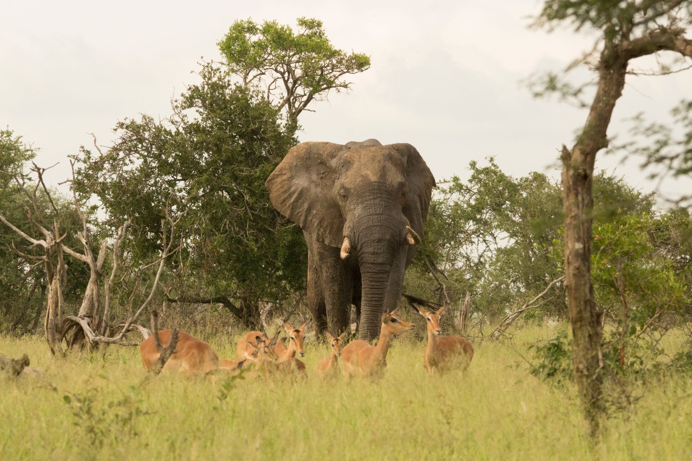 An African elephant on the South African savanna