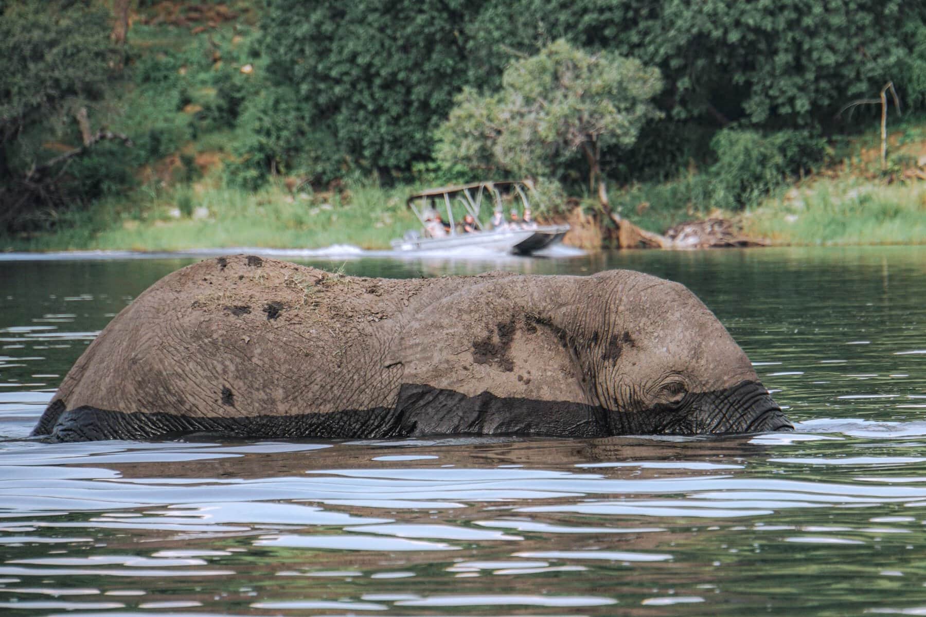 An elephant wading through water in Botswana
