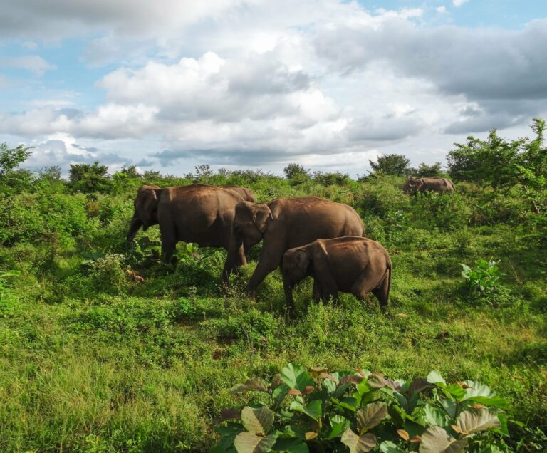 Elephants on the grassland
