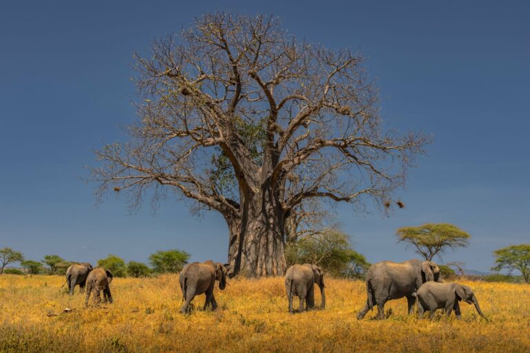 Elephants grazing beneath a baobab tree in Tarangire